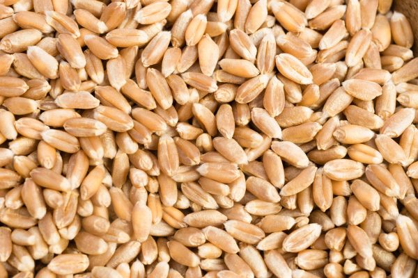Organic Farro Wheat Whole Grain Dry Food 838054978 2125x1416